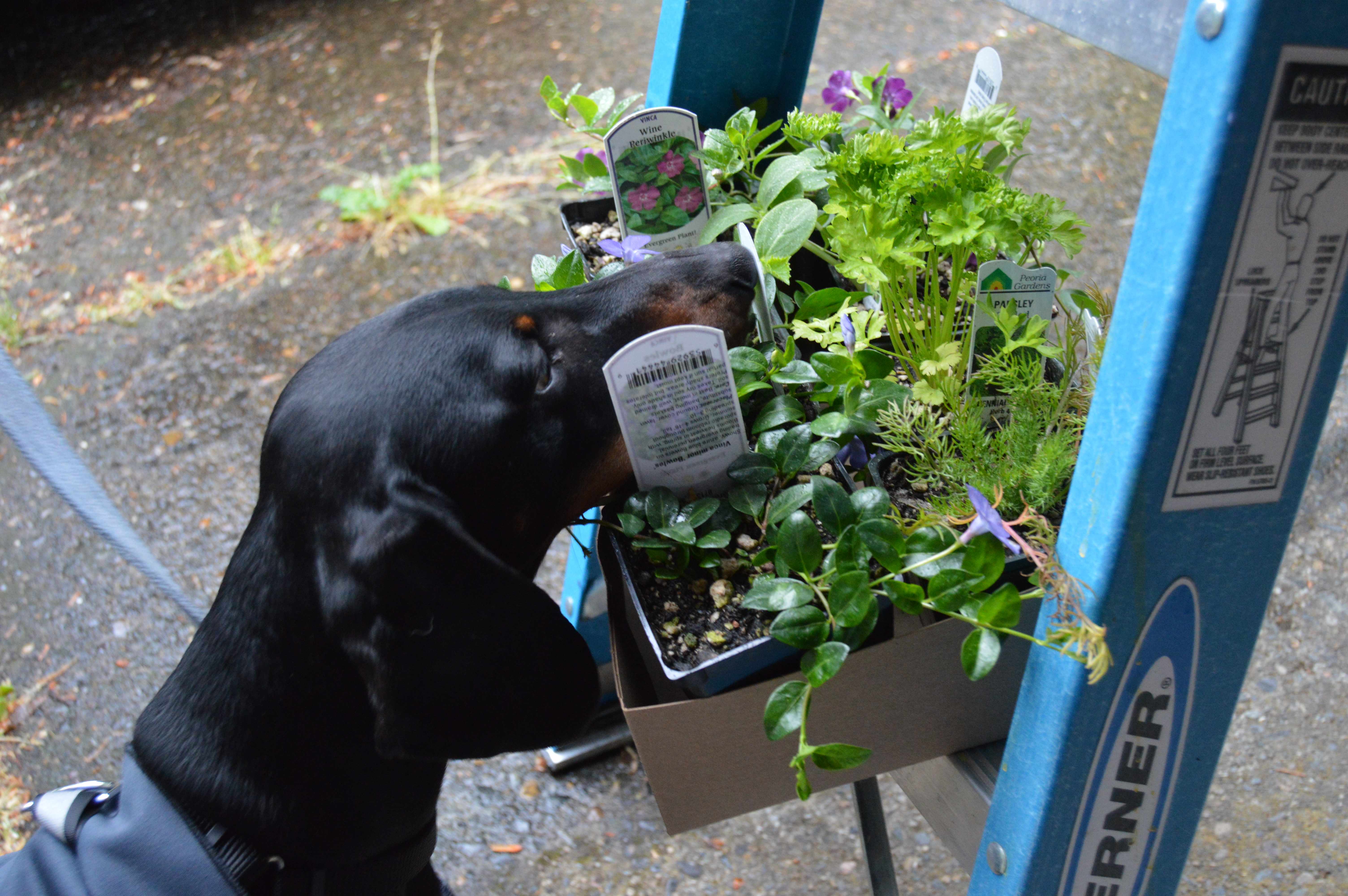🌿 바다 옆 허브 정원 (하브가덴 포켓토) 이미지 5